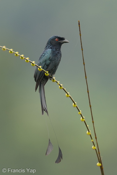 Greater_Racket-tailed_Drongo-231129-211MSDCF-FYP05010-W.jpg