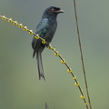 Greater_Racket-tailed_Drongo-231129-211MSDCF-FYP05010-W.jpg