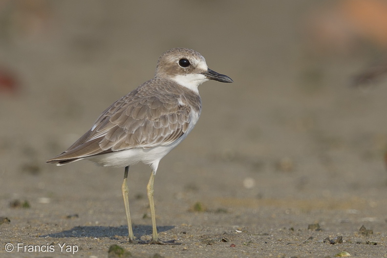 Greater_Sand_Plover-140923-118EOS1D-FY1X5612-W.jpg