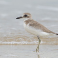 Greater_Sand_Plover-160822-103EOS1D-F1X27320-W.jpg