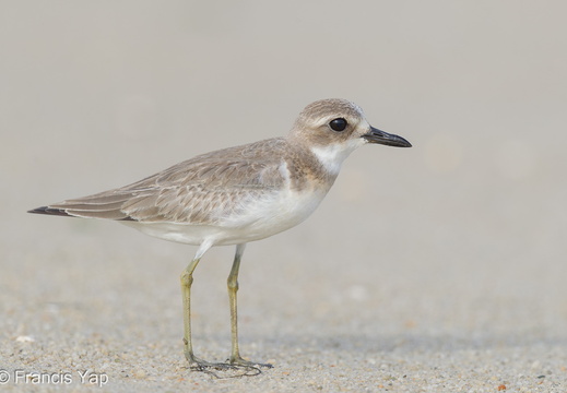 Greater Sand Plover - display this album Greater Sand Plover