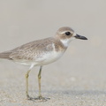 Greater_Sand_Plover-160919-104EOS1D-F1X24639-W.jpg