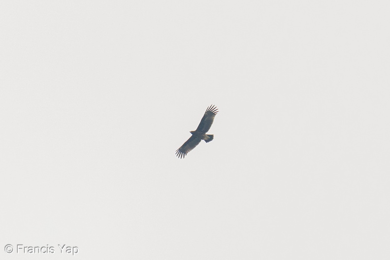 Greater_Spotted_Eagle-191103-102MSDCF-FYP07693-W.jpg