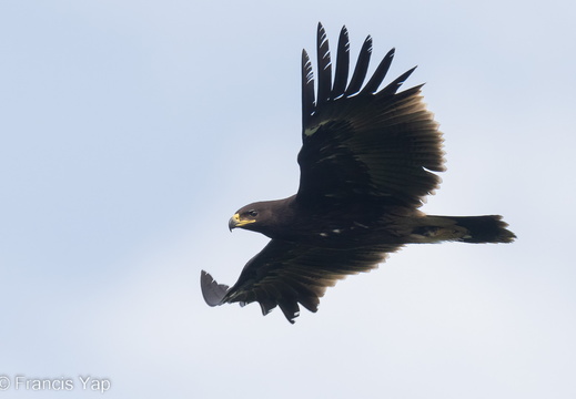 Greater Spotted Eagle - display this album Greater Spotted Eagle