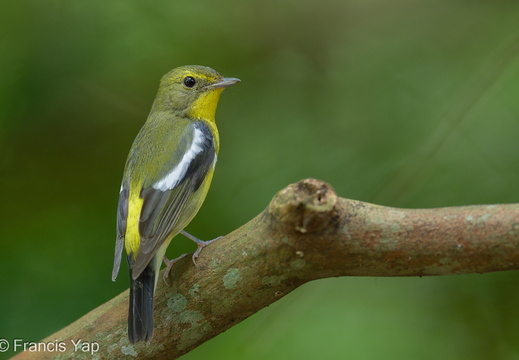 Green-backed Flycatcher - display this album Green-backed Flycatcher