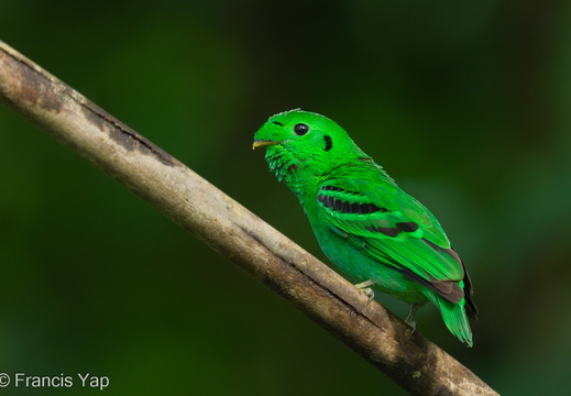 Green Broadbill - display this album Green Broadbill
