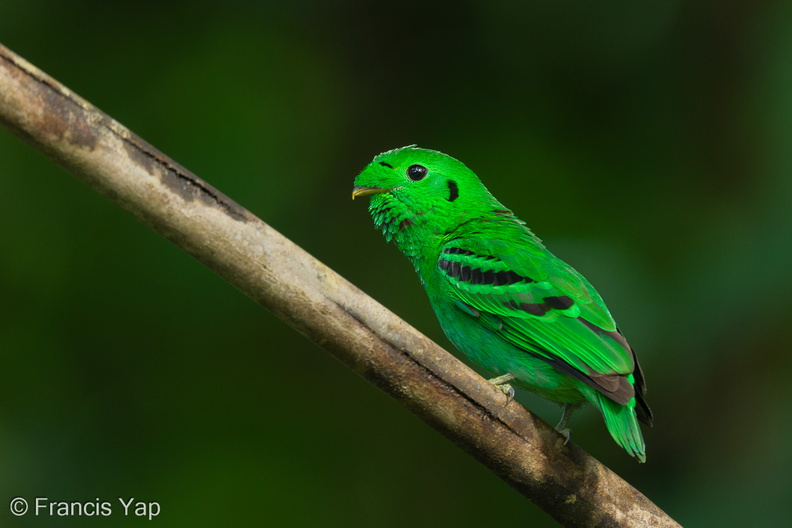 Green_Broadbill-210630-115MSDCF-FRY04179-W.jpg