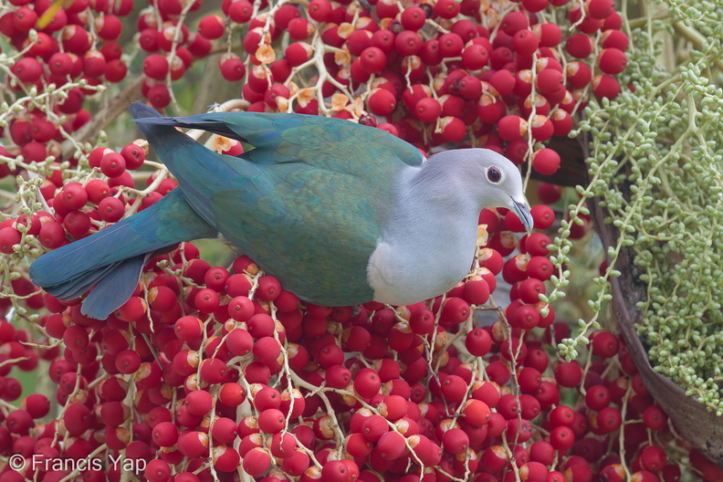 Green_Imperial_Pigeon-170129-109EOS1D-F1X24742-W.jpg