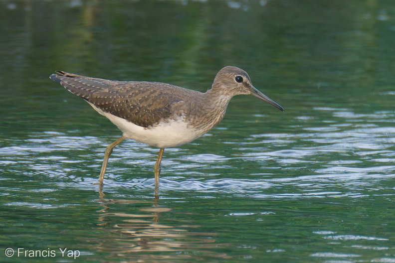 Green_Sandpiper-230115-164MSDCF-FYP05618-W.jpg