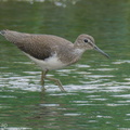Green_Sandpiper-230115-164MSDCF-FYP05720-W.jpg