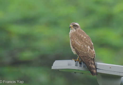 Grey-faced Buzzard - display this album Grey-faced Buzzard