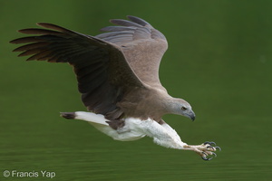 Grey-headed Fish Eagle-240321-220MSDCF-FYP00510-W.jpg