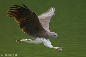 Grey-headed Fish Eagle-240523-228MSDCF-FYP09868-W.jpg