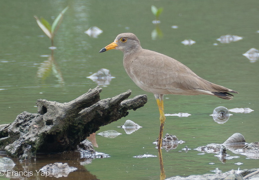Grey-headed Lapwing - display this album Grey-headed Lapwing