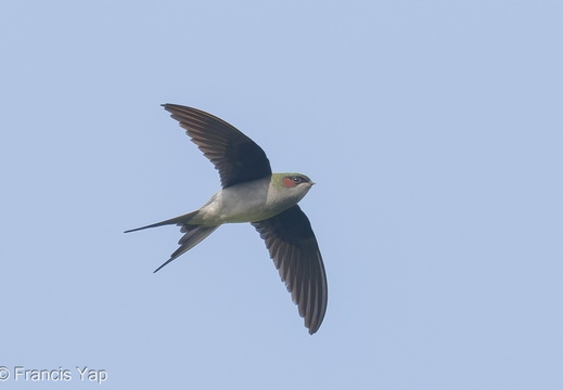 Grey-rumped Treeswift - display this album Grey-rumped Treeswift