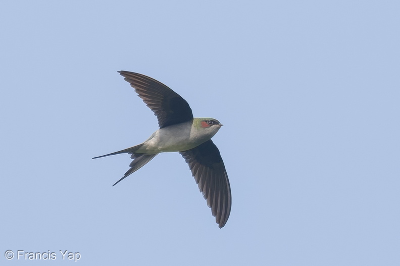 Grey-rumped_Treeswift-150121-101EOS7D-FY7D5703-W.jpg