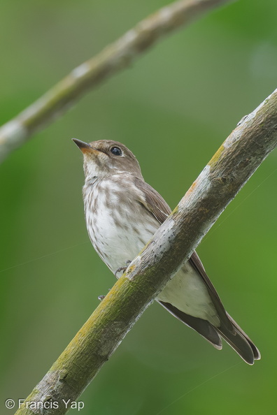 Grey-streaked_Flycatcher-211113-128MSDCF-FRY03153-W.jpg