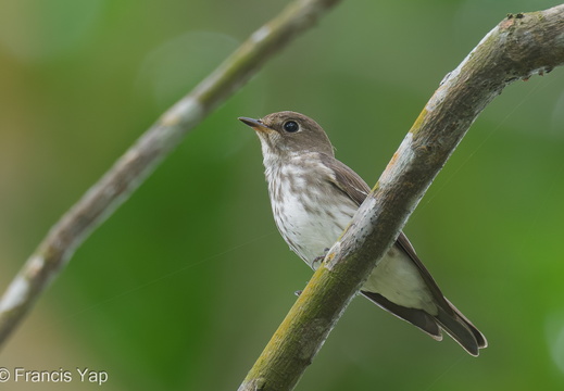 Grey-streaked Flycatcher - display this album Grey-streaked Flycatcher