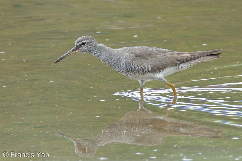 Grey-tailed_Tattler-110901-107EOS7D-IMG_5001-W.jpg