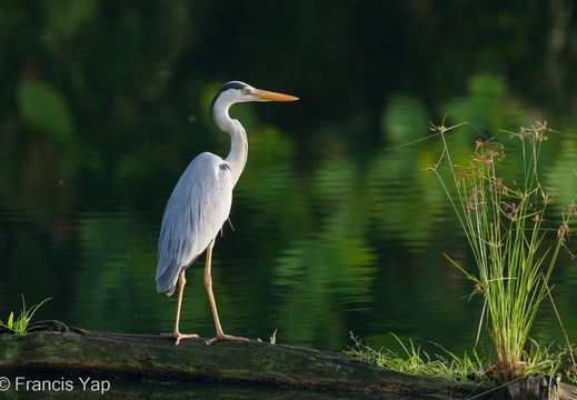 Grey Heron - display this album Grey Heron