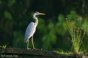 Grey Heron-210813-118MSDCF-FRY01148-W.jpg