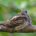 Grey_Nightjar-190322-116ND500-FYP_1835-W.jpg