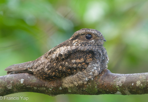 Grey Nightjar - display this album Grey Nightjar