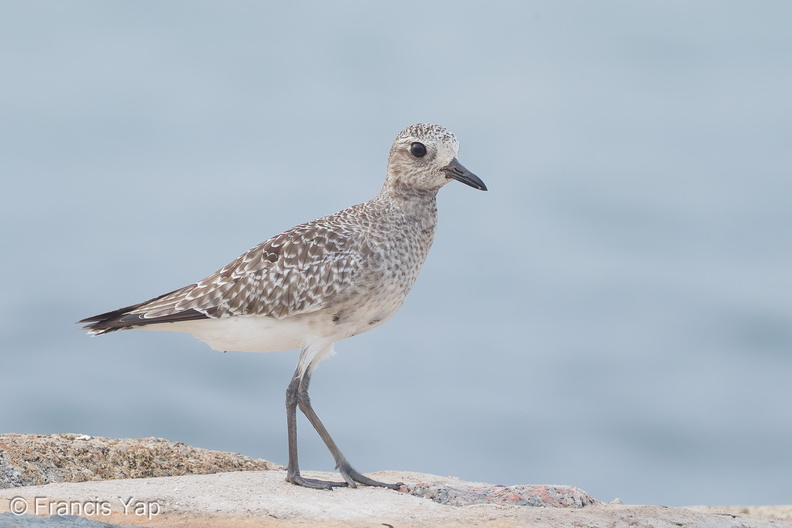 Grey_Plover-161025-106EOS1D-F1X23117-W.jpg
