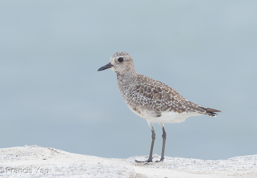 Grey Plover - display this album Grey Plover