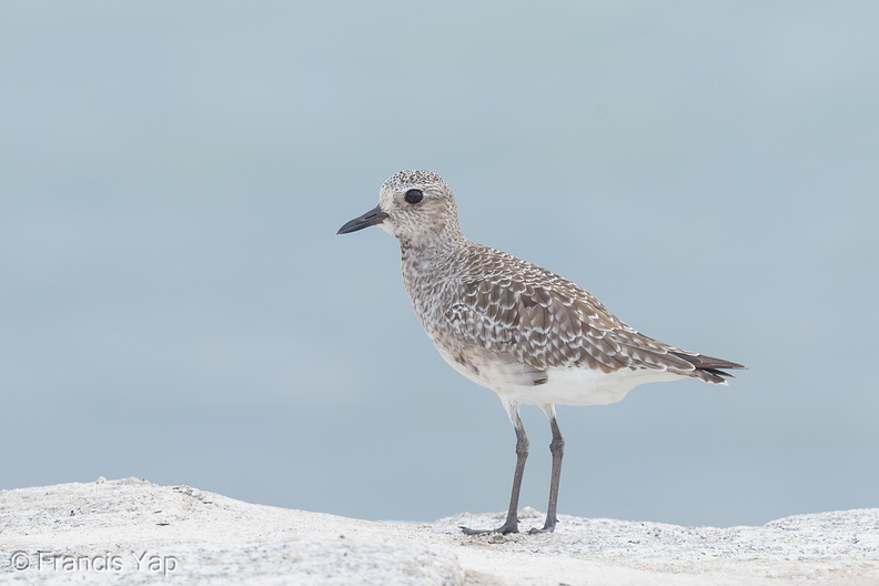 Grey_Plover-161027-106EOS1D-F1X25033-W.jpg