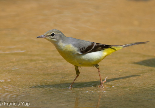 Grey Wagtail - display this album Grey Wagtail