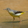 Grey_Wagtail-110808-107EOS7D-IMG_1826-W.jpg