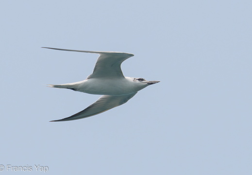Gull-billed Tern - display this album Gull-billed Tern