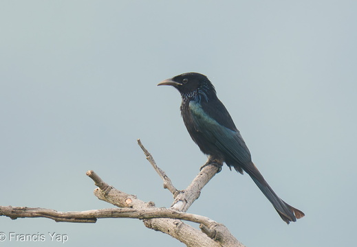Hair-crested Drongo - display this album Hair-crested Drongo