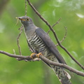Himalayan_Cuckoo-121121-113EOS1D-FYAP8596-W.jpg
