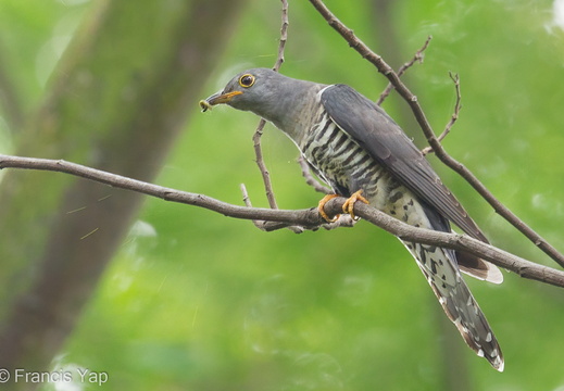 Himalayan Cuckoo - display this album Himalayan Cuckoo