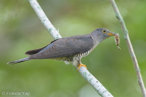 Himalayan Cuckoo-260223-155FRYAP-FYA07959-W.jpg