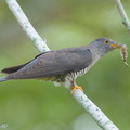 Himalayan_Cuckoo-260223-155FRYAP-FYA07959-W.jpg