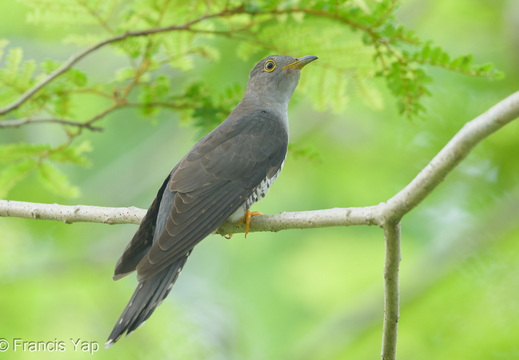 Himalayan Cuckoo