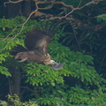 Himalayan_Vulture-191229-108MSDCF-FYP04563-W.jpg