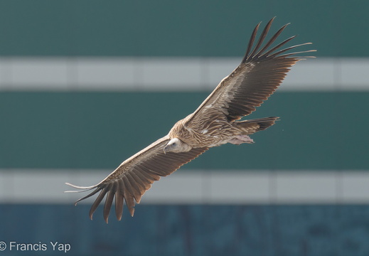 Himalayan Vulture - display this album Himalayan Vulture