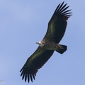 Himalayan_Vulture-220119-137MSDCF-FRY01078-W.jpg