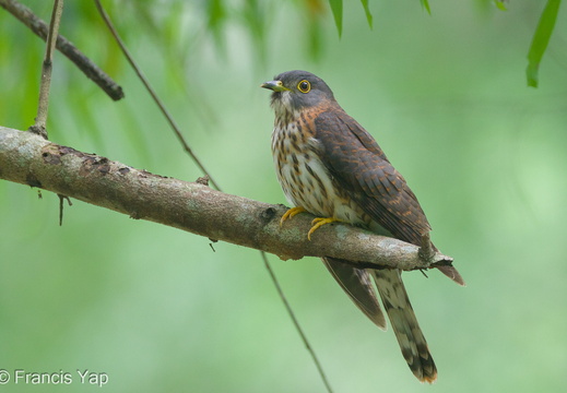Hodgson's Hawk-Cuckoo - display this album Hodgson's Hawk-Cuckoo