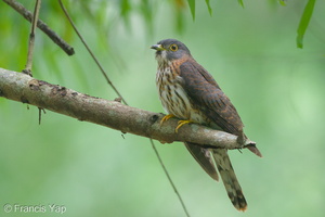 Hodgson's Hawk-Cuckoo-111127-109EOS7D-IMG_9037-W.jpg