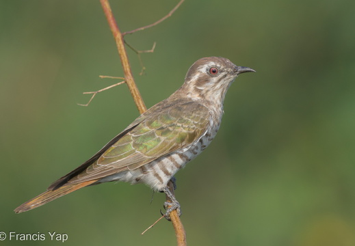 Horsfield's Bronze Cuckoo - display this album Horsfield's Bronze Cuckoo