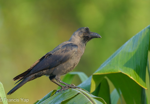 House Crow - display this album House Crow