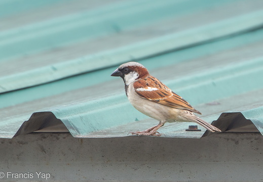 House Sparrow - display this album House Sparrow