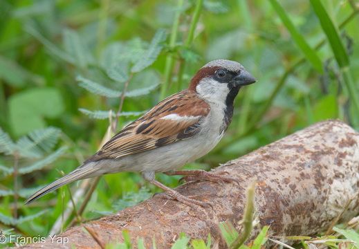 House Sparrow