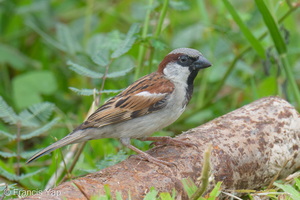 House Sparrow-251211-143FRYAP-FYA06342-W.jpg