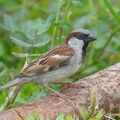 House_Sparrow-251211-143FRYAP-FYA06342-W.jpg